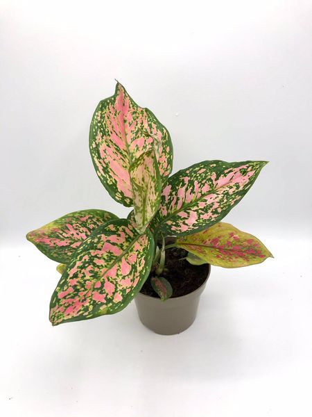  Aglaonema  Spotted  Star Mirincon verde