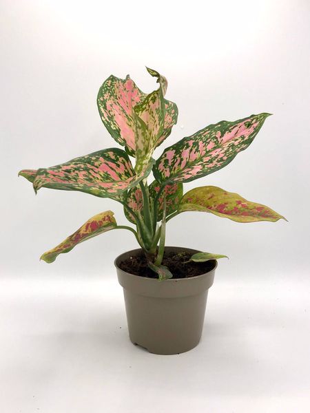  Aglaonema  Spotted  Star Mirincon verde