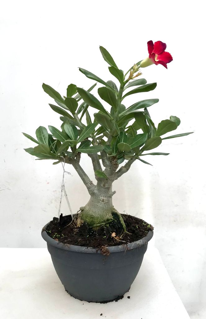 Adenium Obesum / Rosa del Desierto Roja – Mirincon.Verde