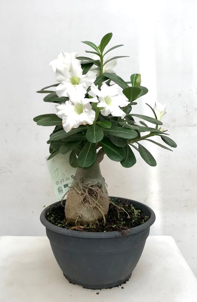 Adenium Obesum / Rosa del Desierto Blanca – Mirincon.Verde